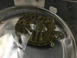 Shelter Stray Female Other last seen Near BLOCK GREENPOINT AVE, RIVERSIDE CA 92503, 6851 Van Buren Boulevard, Jurupa Valley, CA 92509, USA