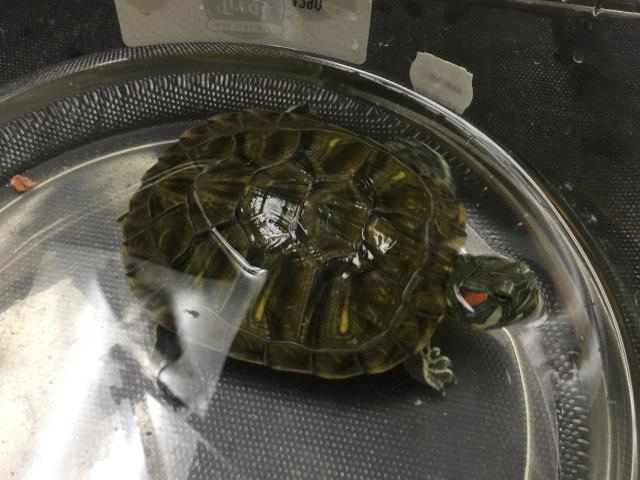 Shelter Stray Female Other last seen Near BLOCK GREENPOINT AVE, RIVERSIDE CA 92503, 6851 Van Buren Boulevard, Jurupa Valley, CA 92509, USA