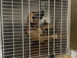 Shelter Stray Male Dog last seen Near BLOCK ARLINGTON AVE, RIVERSIDE, CA, 6851 Van Buren Boulevard, Jurupa Valley, CA 92509, USA