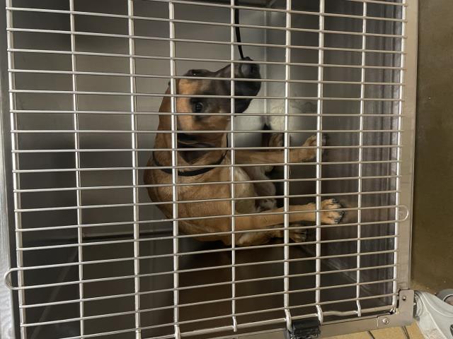 Shelter Stray Male Dog last seen Near BLOCK ARLINGTON AVE, RIVERSIDE, CA, 6851 Van Buren Boulevard, Jurupa Valley, CA 92509, USA