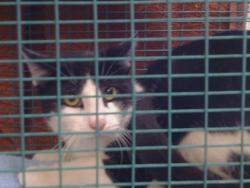 Shelter Stray Unknown Cat last seen MAGNOLIA AVE/WASHINGTON AVE, 95615, 3839 Bradshaw Rd, Sacramento, CA 95827, USA