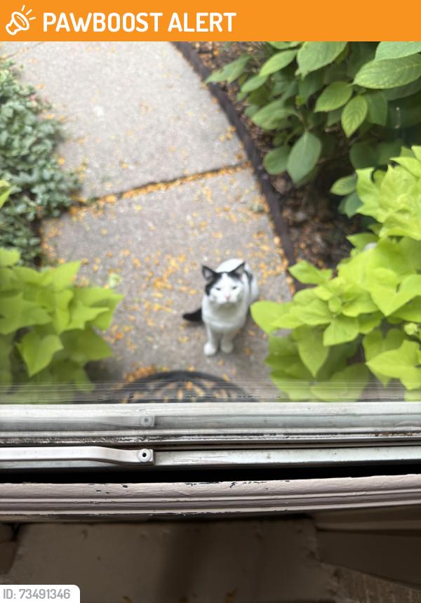 Found/Stray Male Cat last seen Five Mile rd and Delaware Avenue, Redford Township, MI 48239