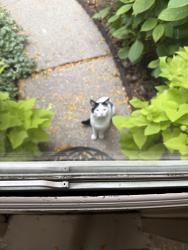Found/Stray Male Cat last seen Five Mile rd and Delaware Avenue, Redford Township, MI 48239