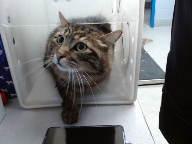 Shelter Stray Male Cat last seen , 11800 Sunset Gardens Rd SW, Albuquerque, NM 87121, USA