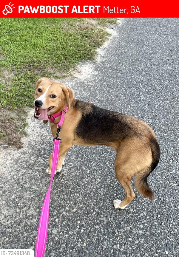 Lost Female Dog last seen Pine and Neal St, Metter, GA 30439