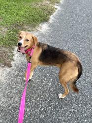 Lost Female Dog last seen Pine and Neal St, Metter, GA 30439