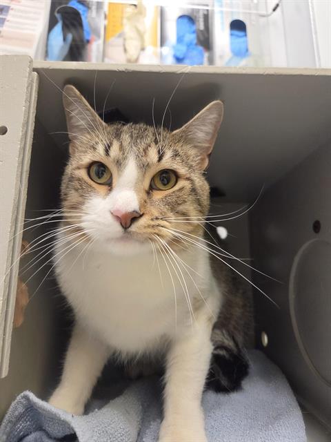 Shelter Stray Male Cat last seen Near BLOCK E WALNUT ST, KENT WA 98030, 21615 64th Ave S, Kent, WA 98032, USA