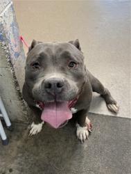 Shelter Stray Female Dog last seen HILL DR X 3RD AVE, 333 Chandler Pl, San Bernardino, CA 92408, USA