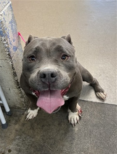 Shelter Stray Female Dog last seen HILL DR X 3RD AVE, 333 Chandler Pl, San Bernardino, CA 92408, USA