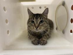 Shelter Stray Female Cat last seen Near BLOCK N 91ST ST, 3839 W Burnham St, West Milwaukee, WI 53215, USA