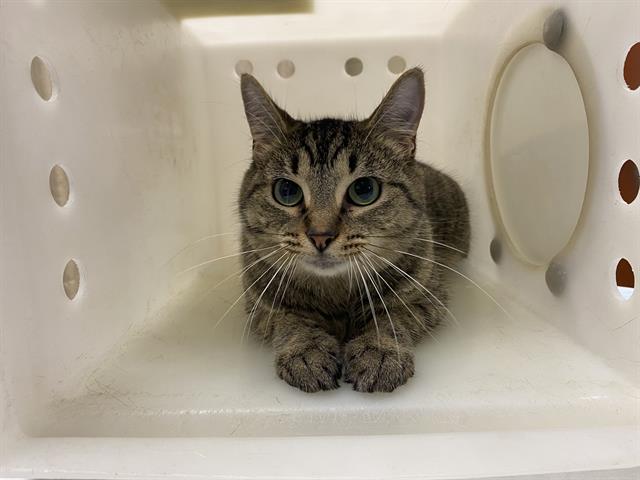 Shelter Stray Female Cat last seen Near BLOCK N 91ST ST, 3839 W Burnham St, West Milwaukee, WI 53215, USA