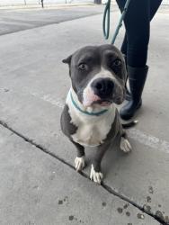 Shelter Stray Female Dog last seen Near BLOCK VICTOR ST, BAKERSFIELD CA 93308, 3951 Fruitvale Ave, Bakersfield, CA 93308, USA