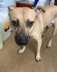 Shelter Stray Female Dog last seen Near BLOCK S KENTON AVE, 130 Beyer Way, Chula Vista, CA 91911, USA