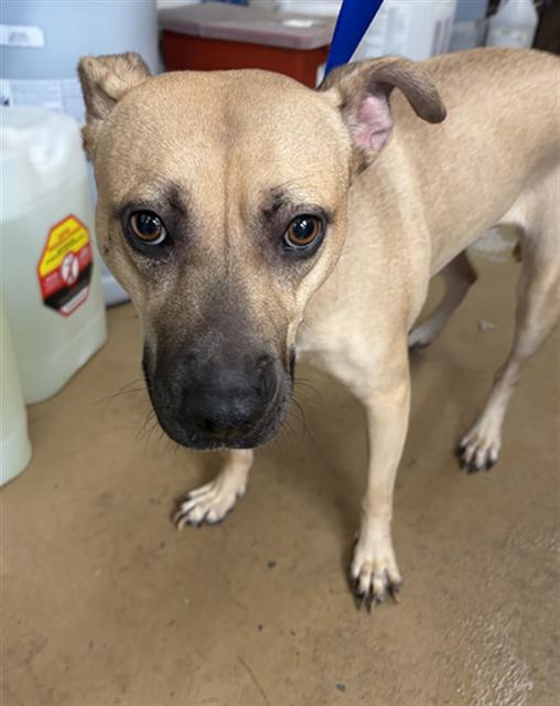 Shelter Stray Female Dog last seen Near BLOCK S KENTON AVE, 130 Beyer Way, Chula Vista, CA 91911, USA