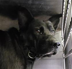 Shelter Stray Male Dog last seen , 1850 W 60th St, Los Angeles, CA 90047, USA