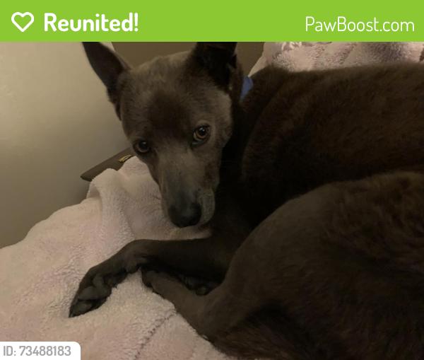 Reunited Male Dog last seen Cabazon area, Rio Rancho, NM 87124