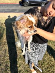 Found/Stray Unknown Dog last seen Autumn breeze apmts, Lewisville, TX 75067