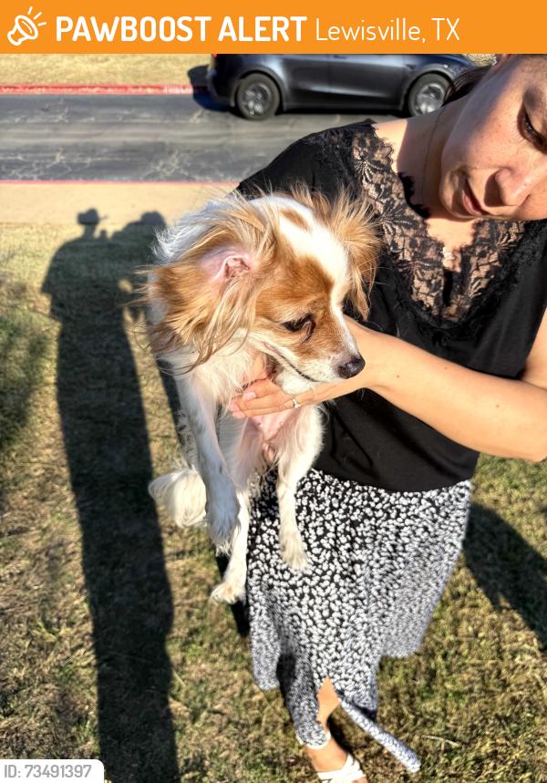Found/Stray Unknown Dog last seen Autumn breeze apmts, Lewisville, TX 75067