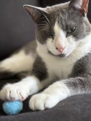 Lost Male Cat last seen Raleigh Greyhound Bus Station, Raleigh, NC 27604