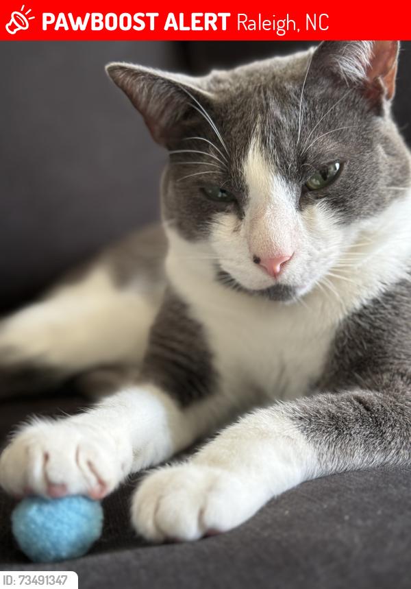 Lost Male Cat last seen Raleigh Greyhound Bus Station, Raleigh, NC 27604