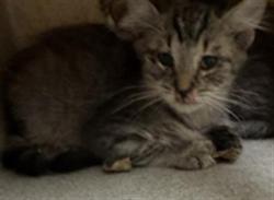 Shelter Stray Unknown Cat last seen FORD RD & BOZEMAN ST, 2127 Front St, Sacramento, CA 95818, USA