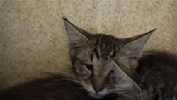 Shelter Stray Unknown Cat last seen FORD RD & BOZEMAN ST, 2127 Front St, Sacramento, CA 95818, USA