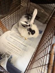 Shelter Stray Male Other last seen , 3201 Lacy St, Los Angeles, CA 90031, USA