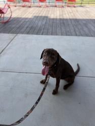 Reunited Male Dog last seen Ford stadium on cypresswood, Spring, TX 77373