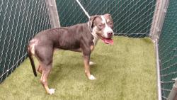 Shelter Stray Female Dog last seen , 11258 Garfield Ave, Downey, CA 90242, USA