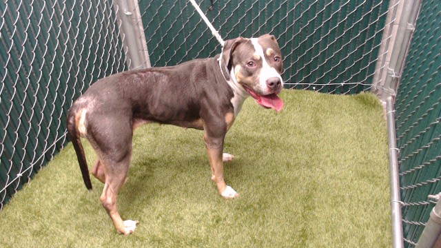 Shelter Stray Female Dog last seen , 11258 Garfield Ave, Downey, CA 90242, USA