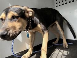 Shelter Stray Male Dog last seen Near BLK E BELLE TERRACE, BAKERSFIELD, CA, 201 S Mt Vernon Ave, Bakersfield, CA 93307, USA