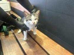 Shelter Stray Male Cat last seen ON COLORADO BETWEEN 5TH AND 6TH, 1640 9th St, Santa Monica, CA 90404, USA