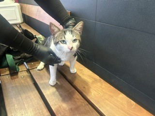 Shelter Stray Male Cat last seen ON COLORADO BETWEEN 5TH AND 6TH, 1640 9th St, Santa Monica, CA 90404, USA