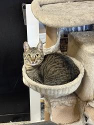 Lost Male Cat last seen 72nd ave and 232nd circle, Battle Ground, WA 98604