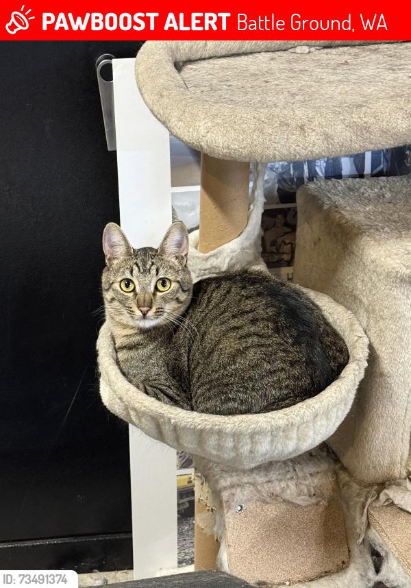 Lost Male Cat last seen 72nd ave and 232nd circle, Battle Ground, WA 98604