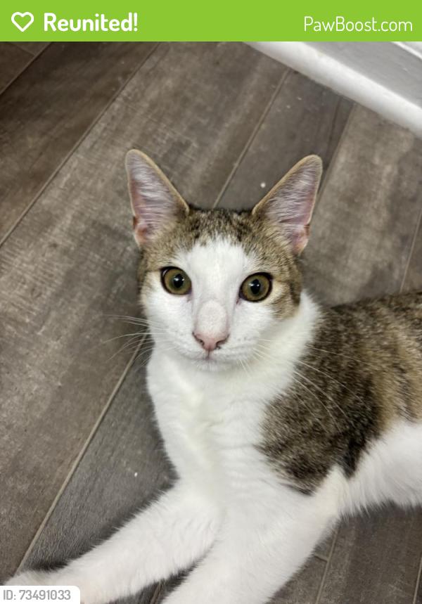 Reunited Male Cat last seen Lawndale Dr, Greensboro, NC, USA, Greensboro, NC 27408