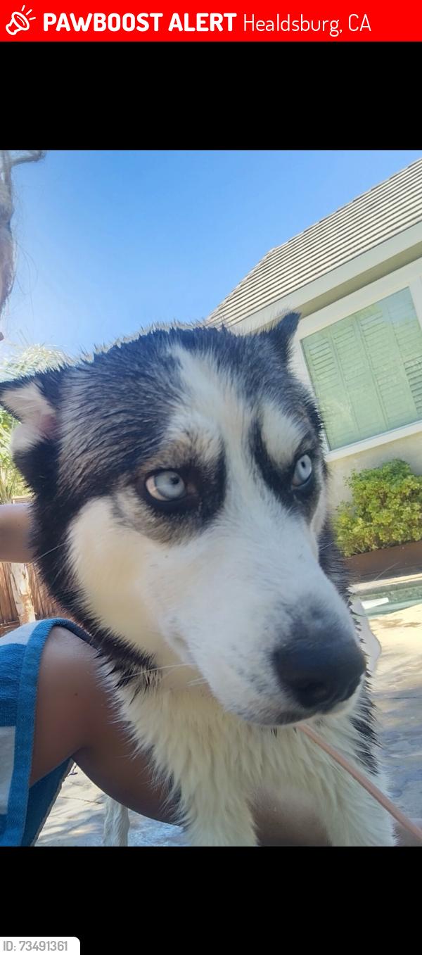 Lost Female Dog last seen Healdsburg ave, Healdsburg, CA 95448