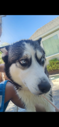 Lost Female Dog last seen Healdsburg ave, Healdsburg, CA 95448