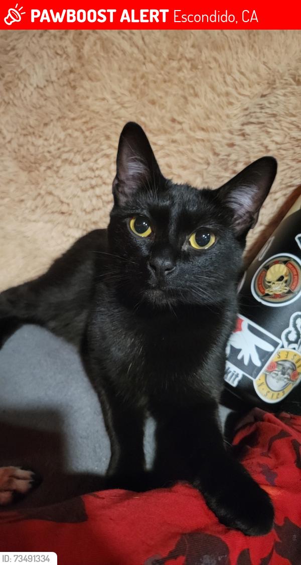 Lost Female Cat last seen Eden Valley Lane, Escondido, CA, Escondido, CA 92029