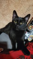 Lost Female Cat last seen Eden Valley Lane, Escondido, CA, Escondido, CA 92029