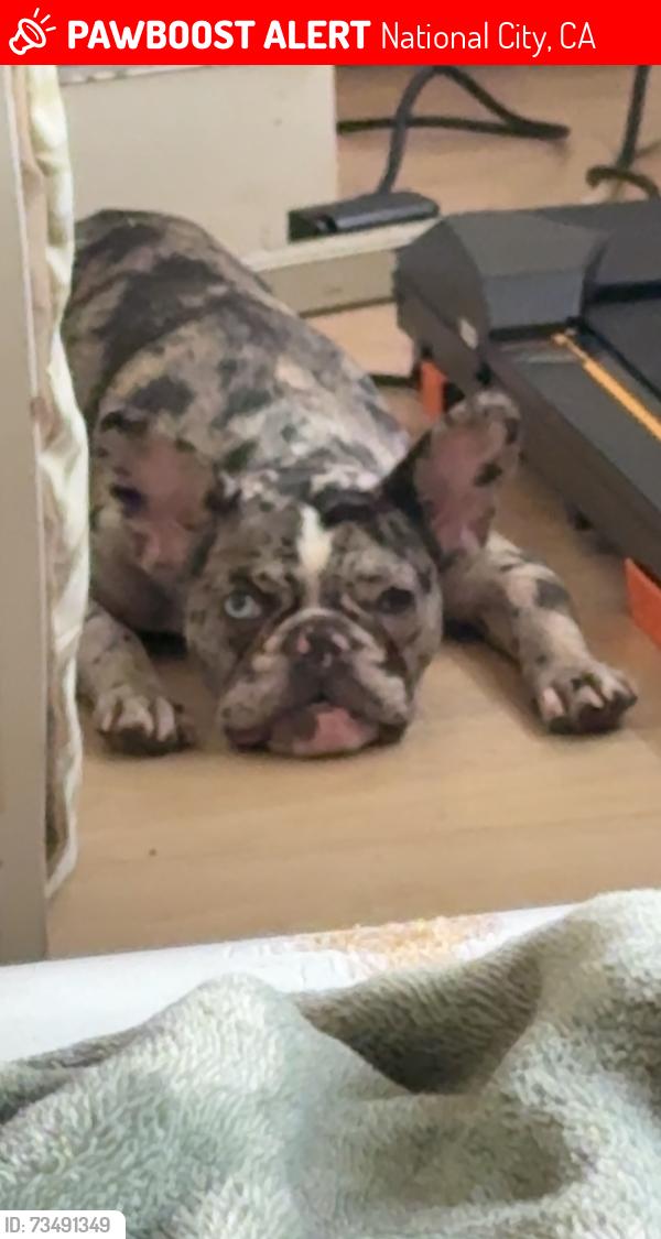 Lost Female Dog last seen Division, National City, CA 91950