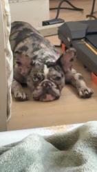 Lost Female Dog last seen Division, National City, CA 91950