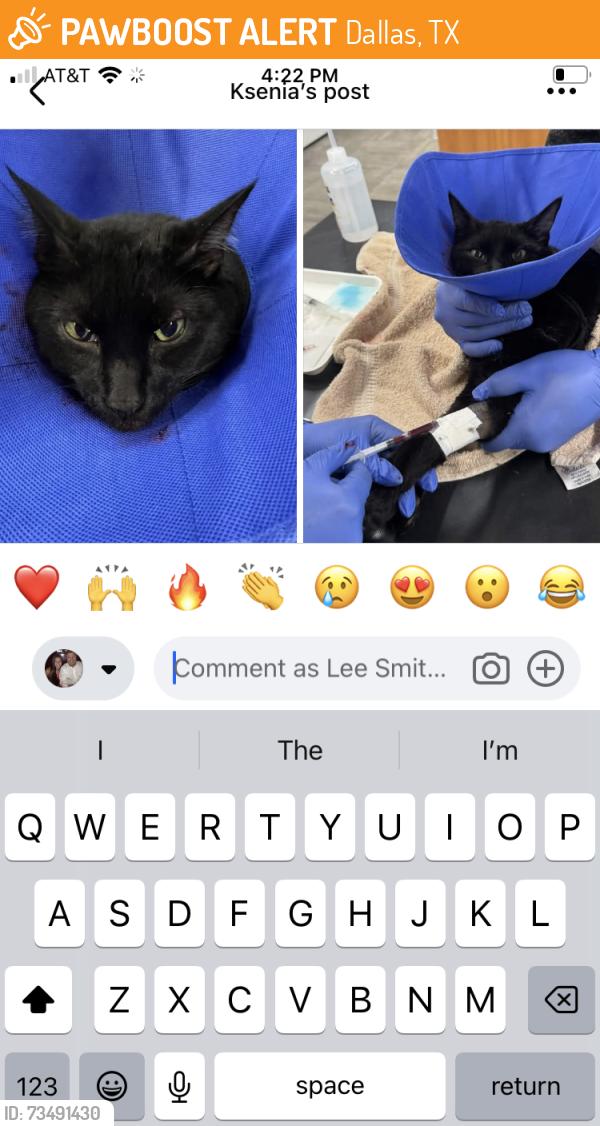 Found/Stray Unknown Cat last seen Inwood and Lemmon in Dallas, Dallas, TX 75235