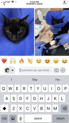 Found/Stray Unknown Cat last seen Inwood and Lemmon in Dallas, Dallas, TX 75235