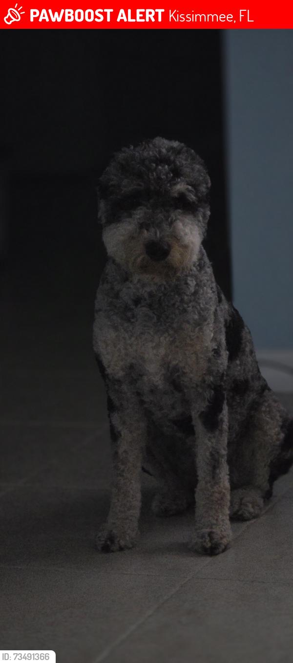 Lost Female Dog last seen Reave Rd, Ham brown, Pleasant Hill, S Poinciana, Kissimmee, FL 34746