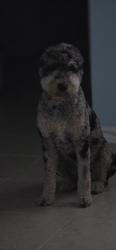 Lost Female Dog last seen Reave Rd, Ham brown, Pleasant Hill, S Poinciana, Kissimmee, FL 34746