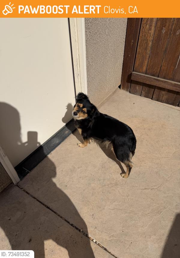 Found/Stray Unknown Dog last seen Junipero and Griffith, Clovis, CA 93619