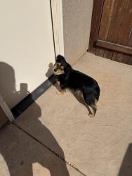 Found/Stray Unknown Dog last seen Junipero and Griffith, Clovis, CA 93619