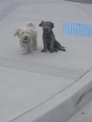 Reunited Male Dog last seen John Mgrdichian Park, Adelanto, CA 92301