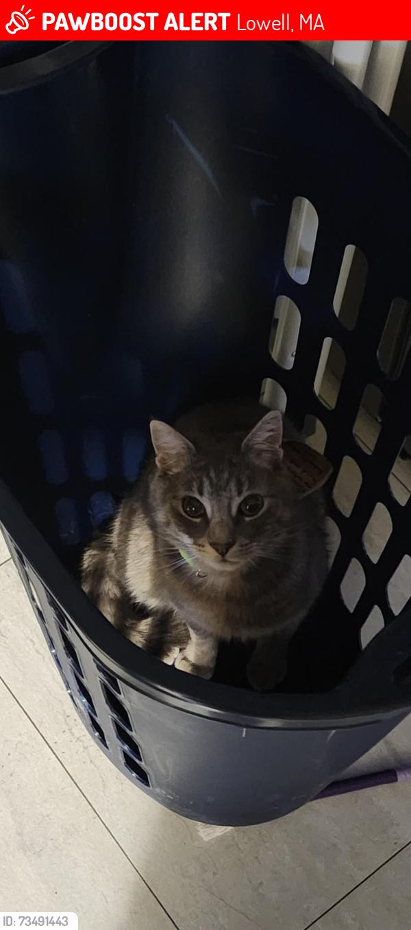 Lost Male Cat last seen Hannaford, Lowell, MA 01850